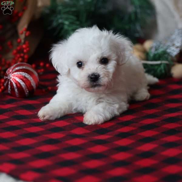 Timber, Bichon Frise Puppy